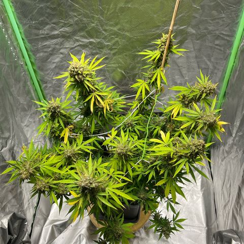 Blueberry Zkittlez Automatic growlog timeline photo