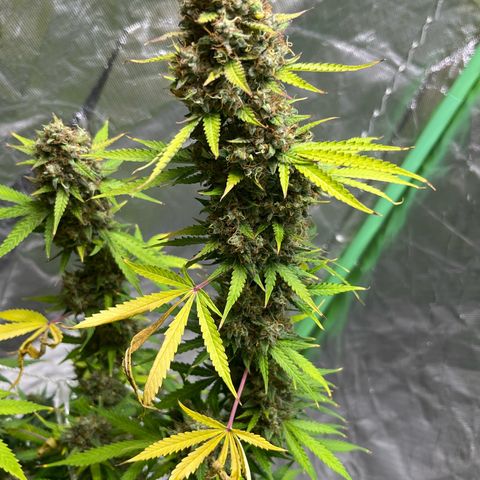 Blueberry Zkittlez Automatic growlog timeline photo