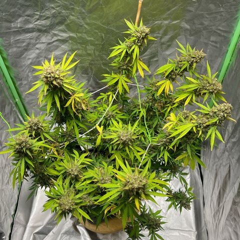 Blueberry Zkittlez Automatic growlog timeline photo