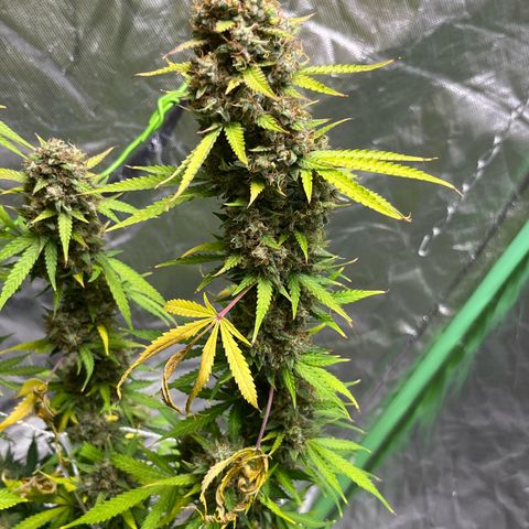 Blueberry Zkittlez Automatic growlog timeline photo