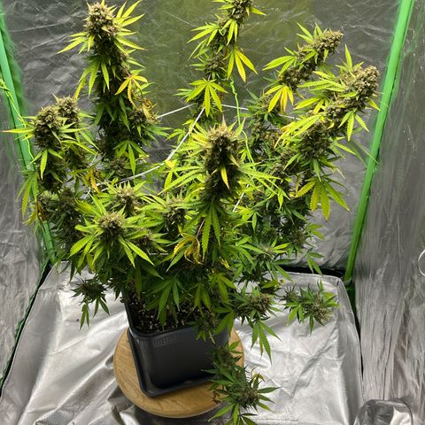 Blueberry Zkittlez Automatic growlog timeline photo
