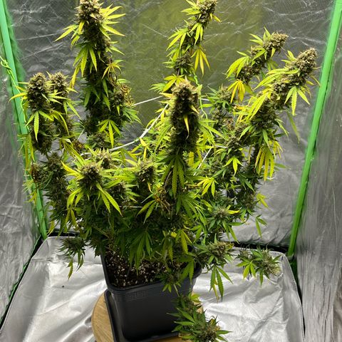 Blueberry Zkittlez Automatic growlog timeline photo