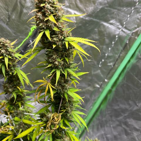 Blueberry Zkittlez Automatic growlog timeline photo