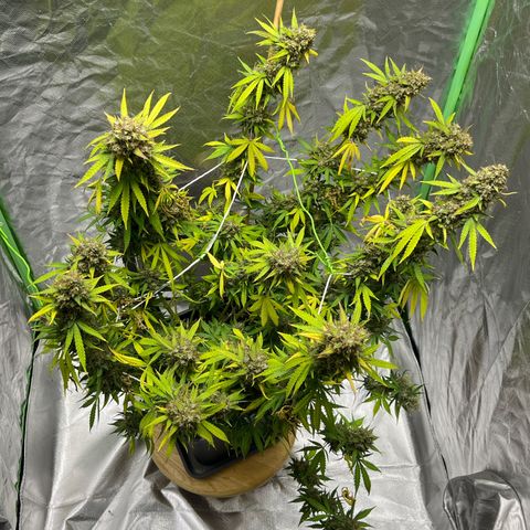 Blueberry Zkittlez Automatic growlog timeline photo
