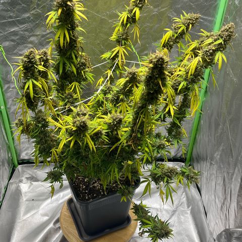 Blueberry Zkittlez Automatic growlog timeline photo