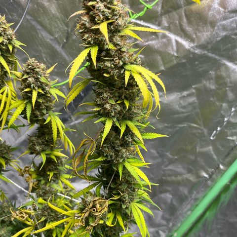 Blueberry Zkittlez Automatic growlog timeline photo