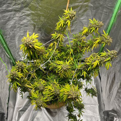 Blueberry Zkittlez Automatic growlog timeline photo