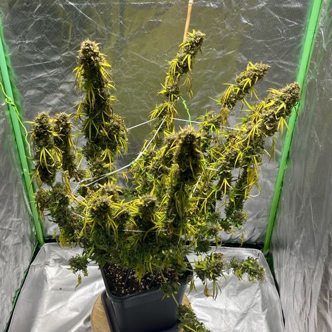Blueberry Zkittlez Automatic growlog timeline photo