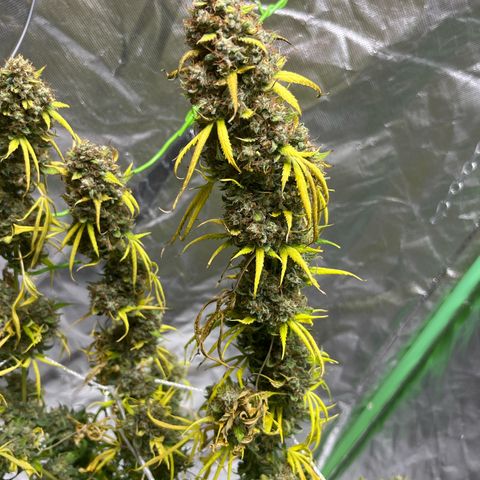 Blueberry Zkittlez Automatic growlog timeline photo