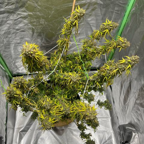 Blueberry Zkittlez Automatic growlog timeline photo
