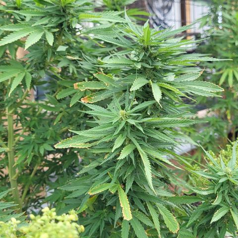 Wedding Cake growlog timeline photo