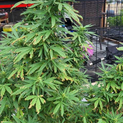 Wedding Cake growlog timeline photo