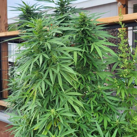 Wedding Cake growlog timeline photo