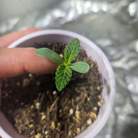 London Pound Cake F3 growlog timeline photo