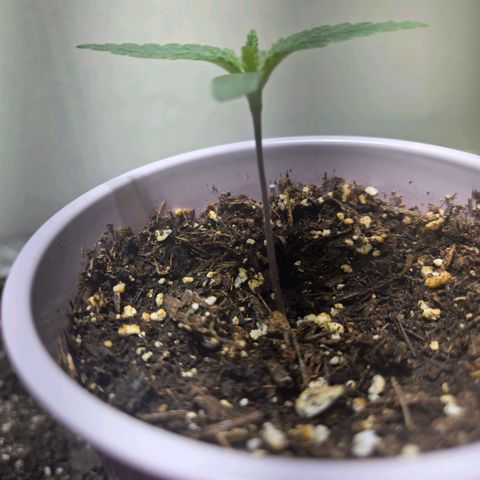 London Pound Cake F3 growlog timeline photo