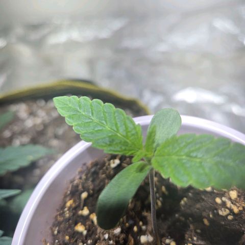 London Pound Cake F3 growlog timeline photo