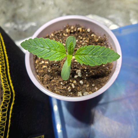 London Pound Cake F3 growlog timeline photo