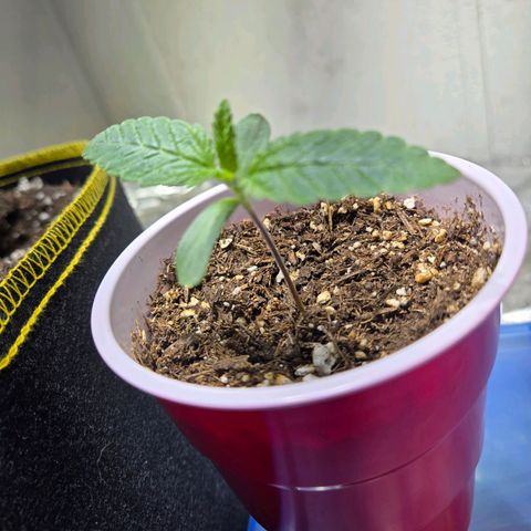 London Pound Cake F3 growlog timeline photo