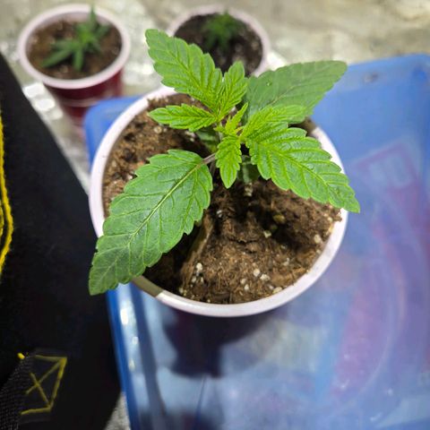 London Pound Cake F3 growlog timeline photo