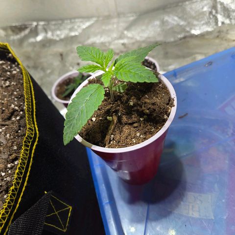 London Pound Cake F3 growlog timeline photo
