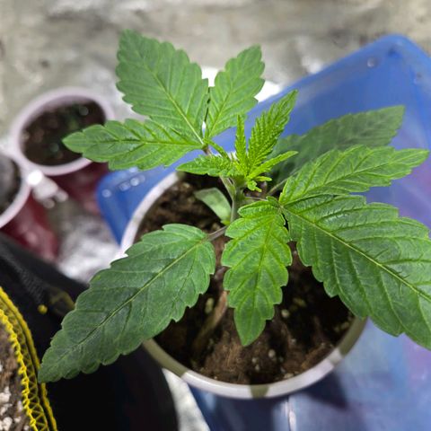 London Pound Cake F3 growlog timeline photo