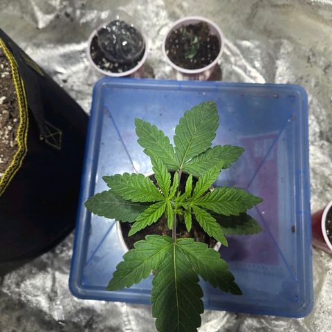 London Pound Cake F3 growlog timeline photo