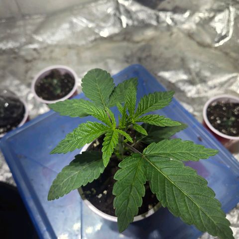 London Pound Cake F3 growlog timeline photo