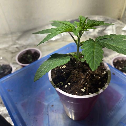 London Pound Cake F3 growlog timeline photo