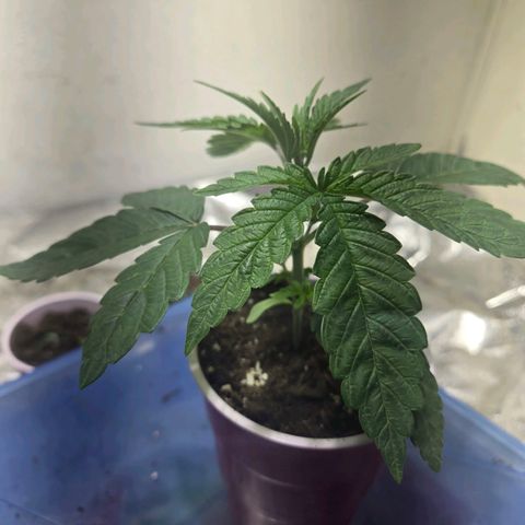 London Pound Cake F3 growlog timeline photo