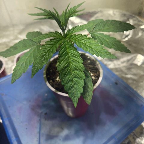 London Pound Cake F3 growlog timeline photo