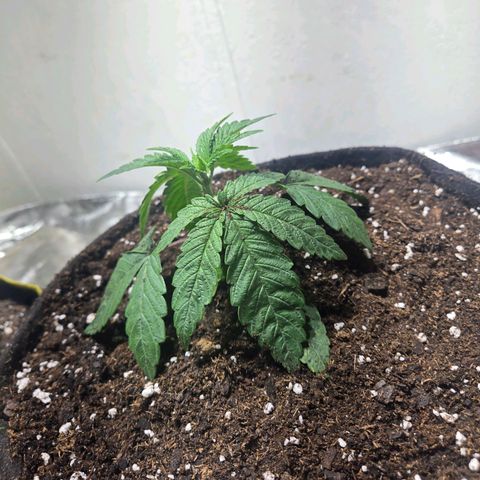 London Pound Cake F3 growlog timeline photo