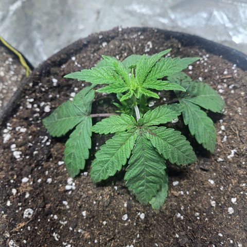 London Pound Cake F3 growlog timeline photo