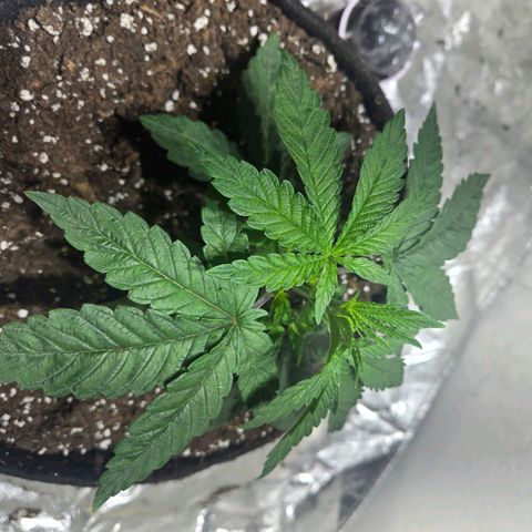 London Pound Cake F3 growlog timeline photo