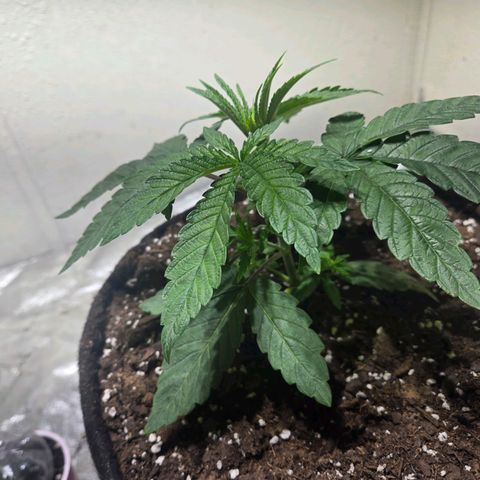 London Pound Cake F3 growlog timeline photo