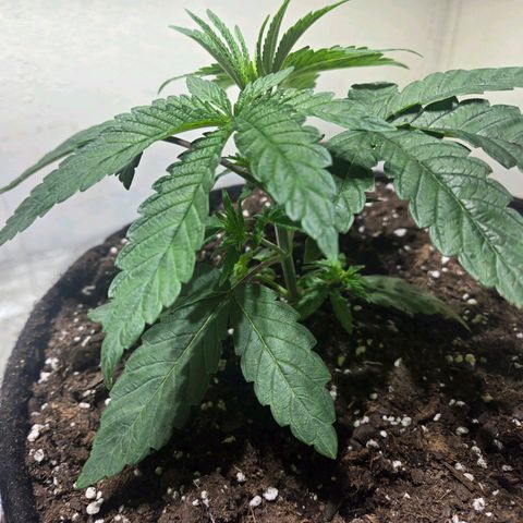 London Pound Cake F3 growlog timeline photo