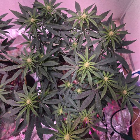 London Pound Cake F3 growlog timeline photo