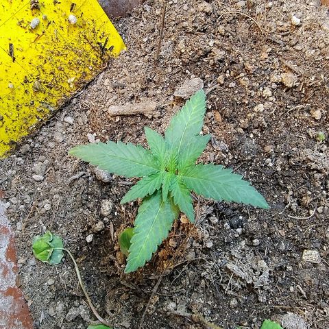 Diabo rojo growlog timeline photo