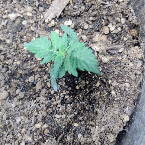 Purple lemonade#2 growlog timeline photo