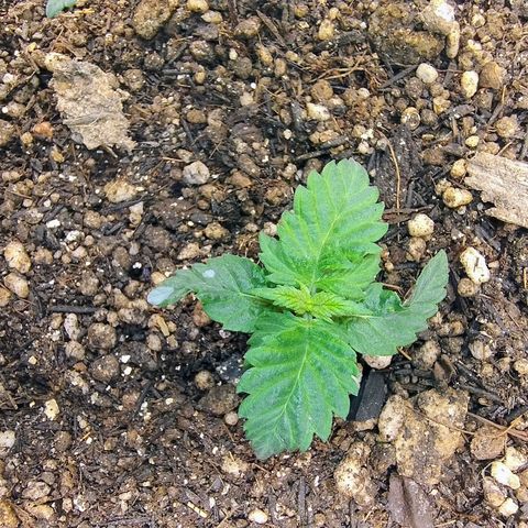 Purple lemonade#2 growlog timeline photo