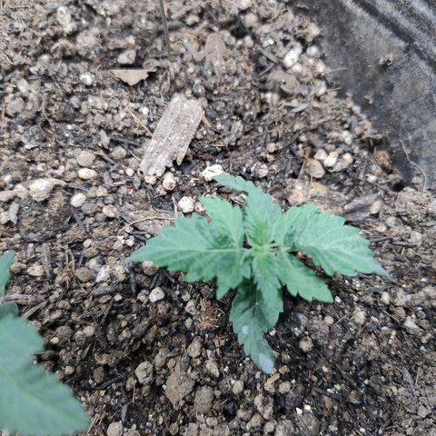 Purple lemonade#2 growlog timeline photo