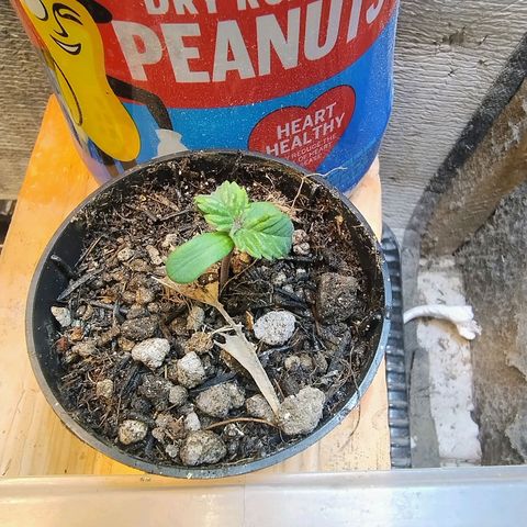 Purple lemonade#2 growlog timeline photo