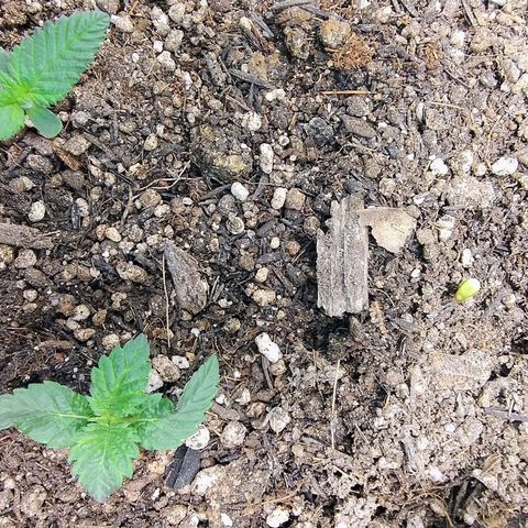 Purple lemonade#2 growlog timeline photo
