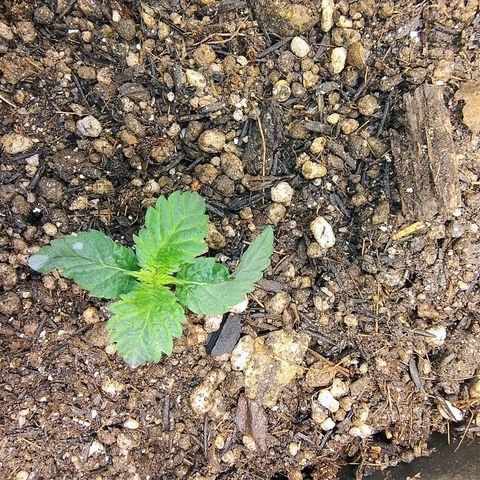 Purple lemonade#2 growlog timeline photo