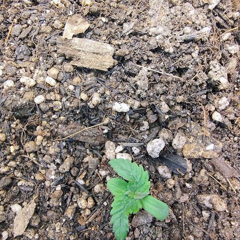 Purple lemonade#2 growlog timeline photo