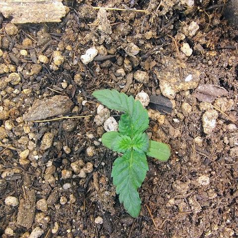 Purple lemonade#2 growlog timeline photo