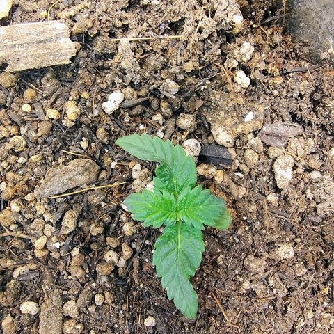 Purple lemonade#2 growlog timeline photo