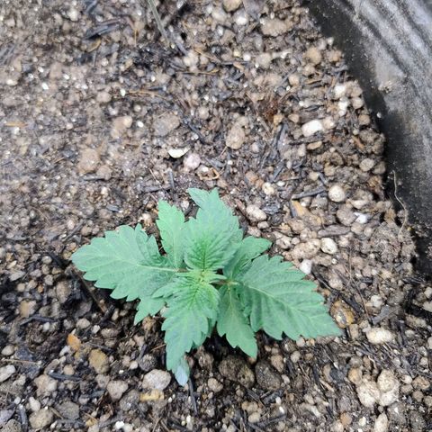 Purple lemonade#2 growlog timeline photo