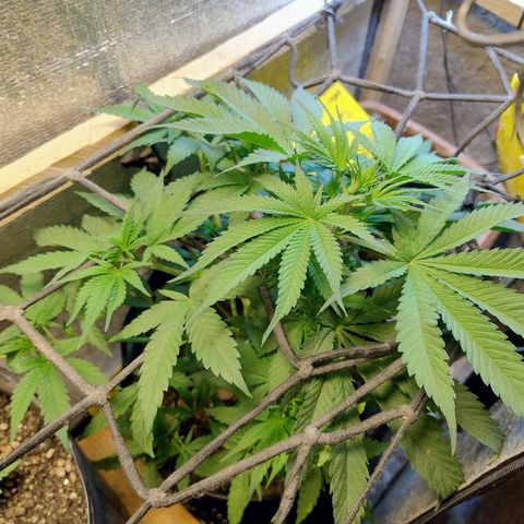 #skunk1 growlog timeline photo