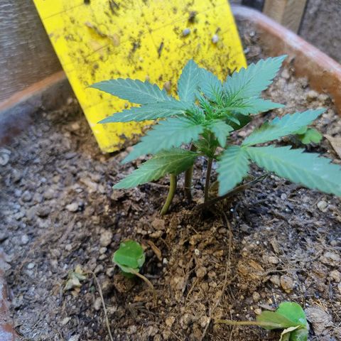 Diabo rojo growlog timeline photo