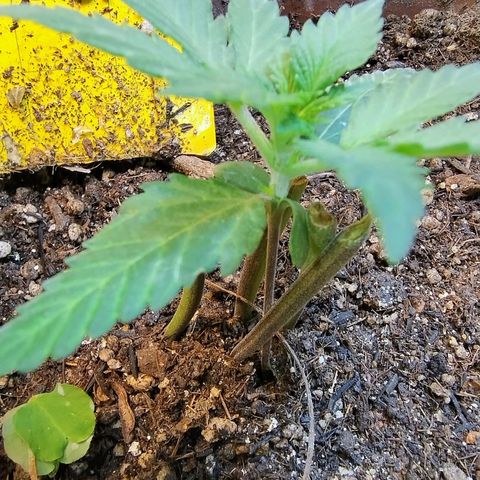 Diabo rojo growlog timeline photo